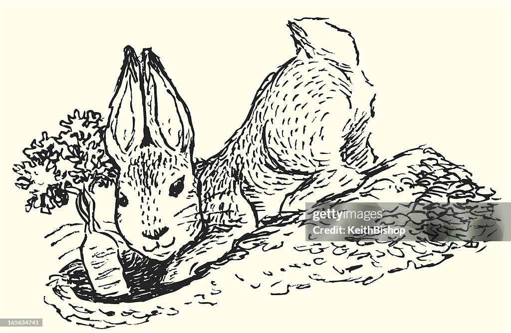 Bunny Rabbit cavando en jardín de zanahoria