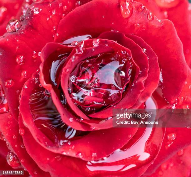 full frame shot of red rose flower with dew drop on it. - perfume stock pictures, royalty-free photos & images