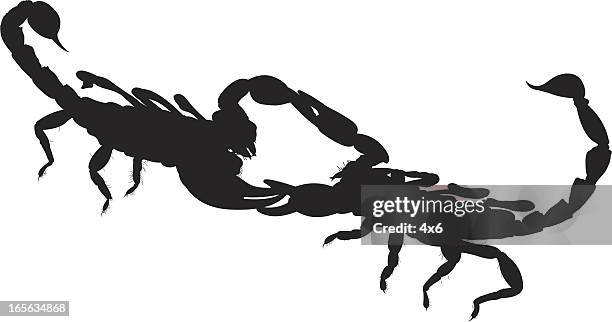 fighting scorpions - scorpion stock illustrations