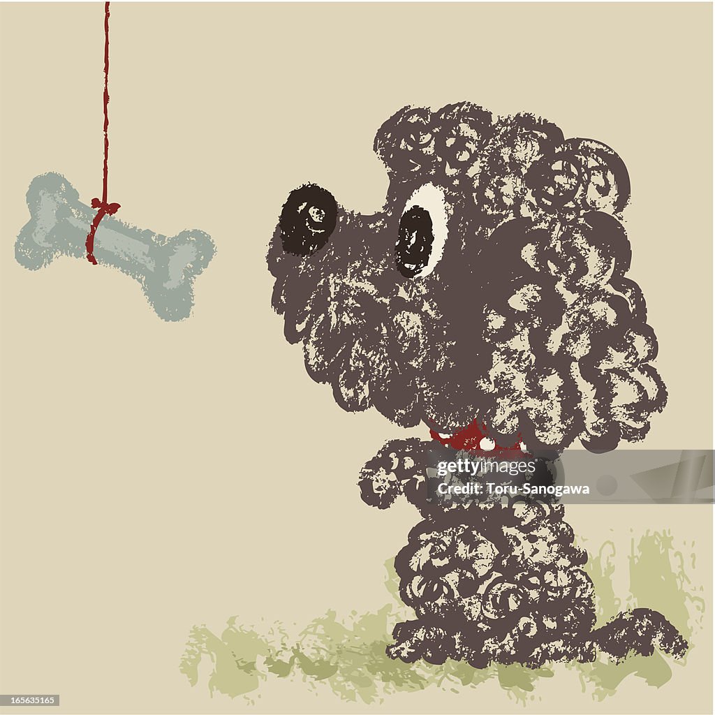 Portuguese Water Dog