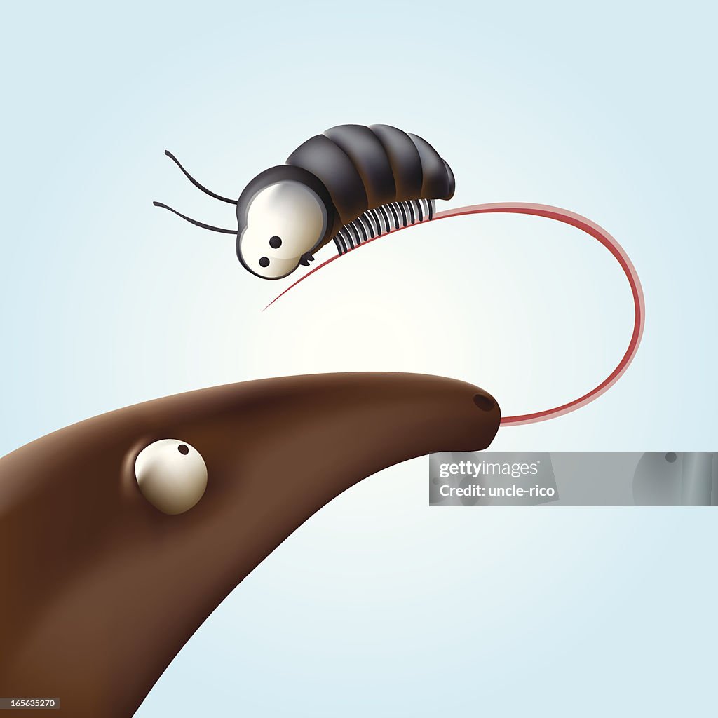 Anteater and the beetle