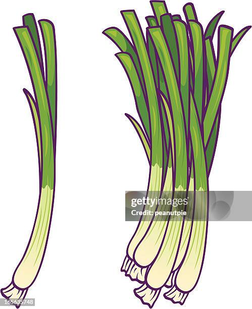 345 Ilustraciones de Cebolla De Primavera - Getty Images 345 Ilustraciones de Cebolla De Primavera - Getty Images