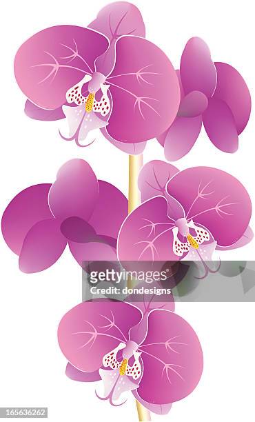 ilustraciones, imágenes clip art, dibujos animados e iconos de stock de orchids en flor - orquidea salvaje
