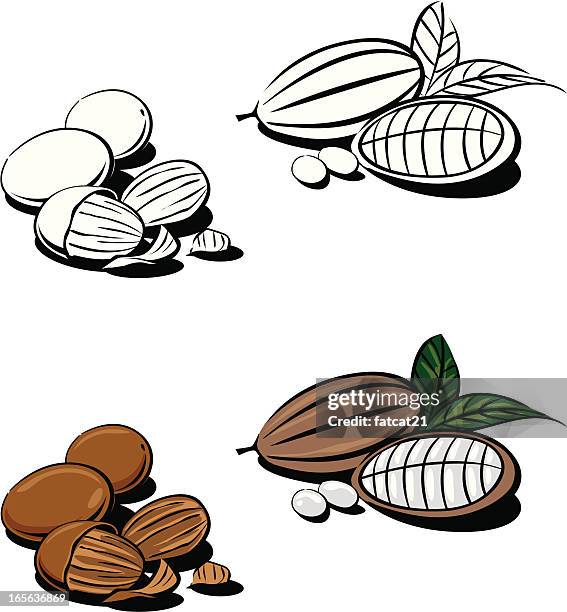 kakao und shea nut - nuss stock-grafiken, -clipart, -cartoons und -symbole