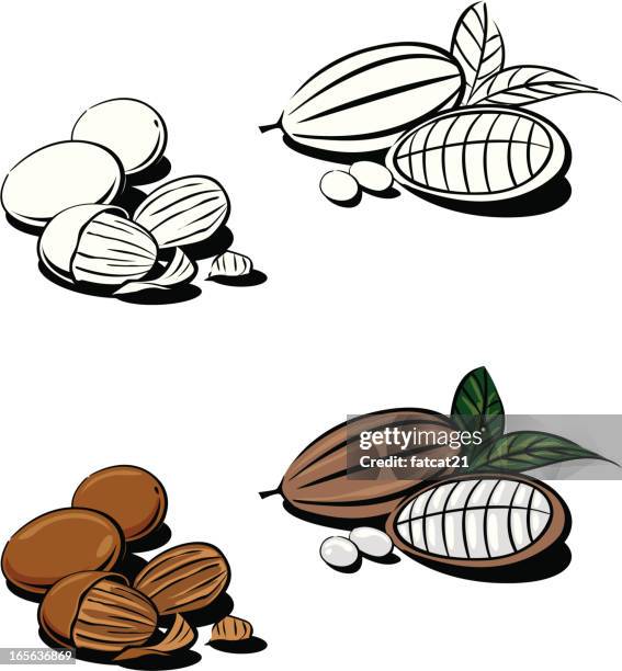 stockillustraties, clipart, cartoons en iconen met cocoa and shea nut - shea nut