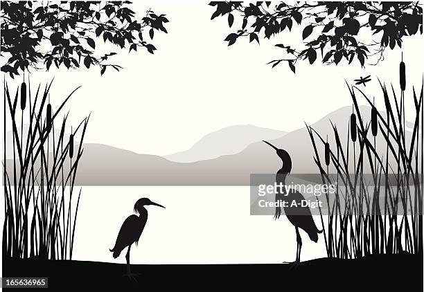 illustrations, cliparts, dessins animés et icônes de herons'habitat - scirpe