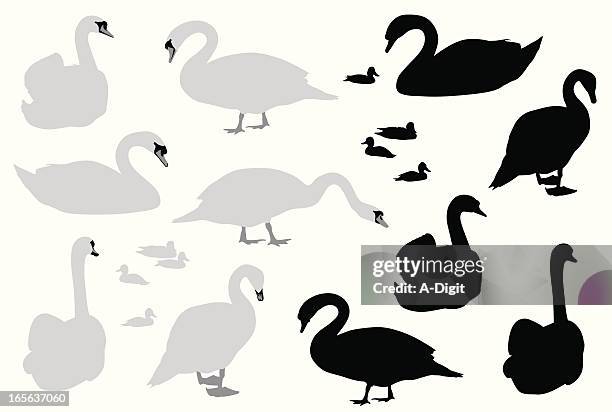 swans vector silhouette - swan stock illustrations