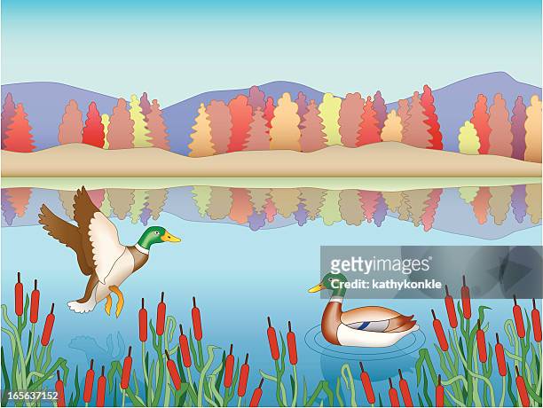ducks - lake waterfowl stock illustrations
