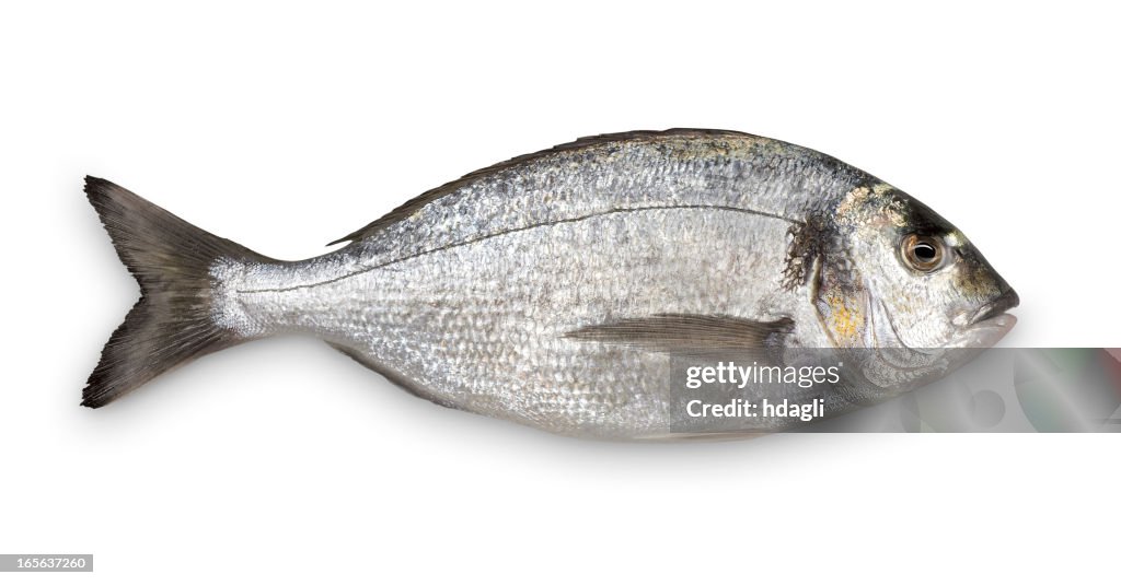 Close-up of fresh Sea Bream against white background