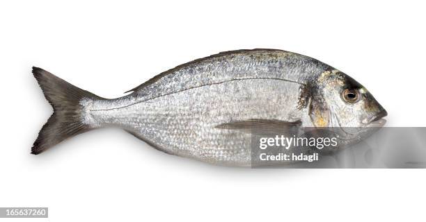 close-up of fresh sea bream against white background - cold blooded stock pictures, royalty-free photos & images