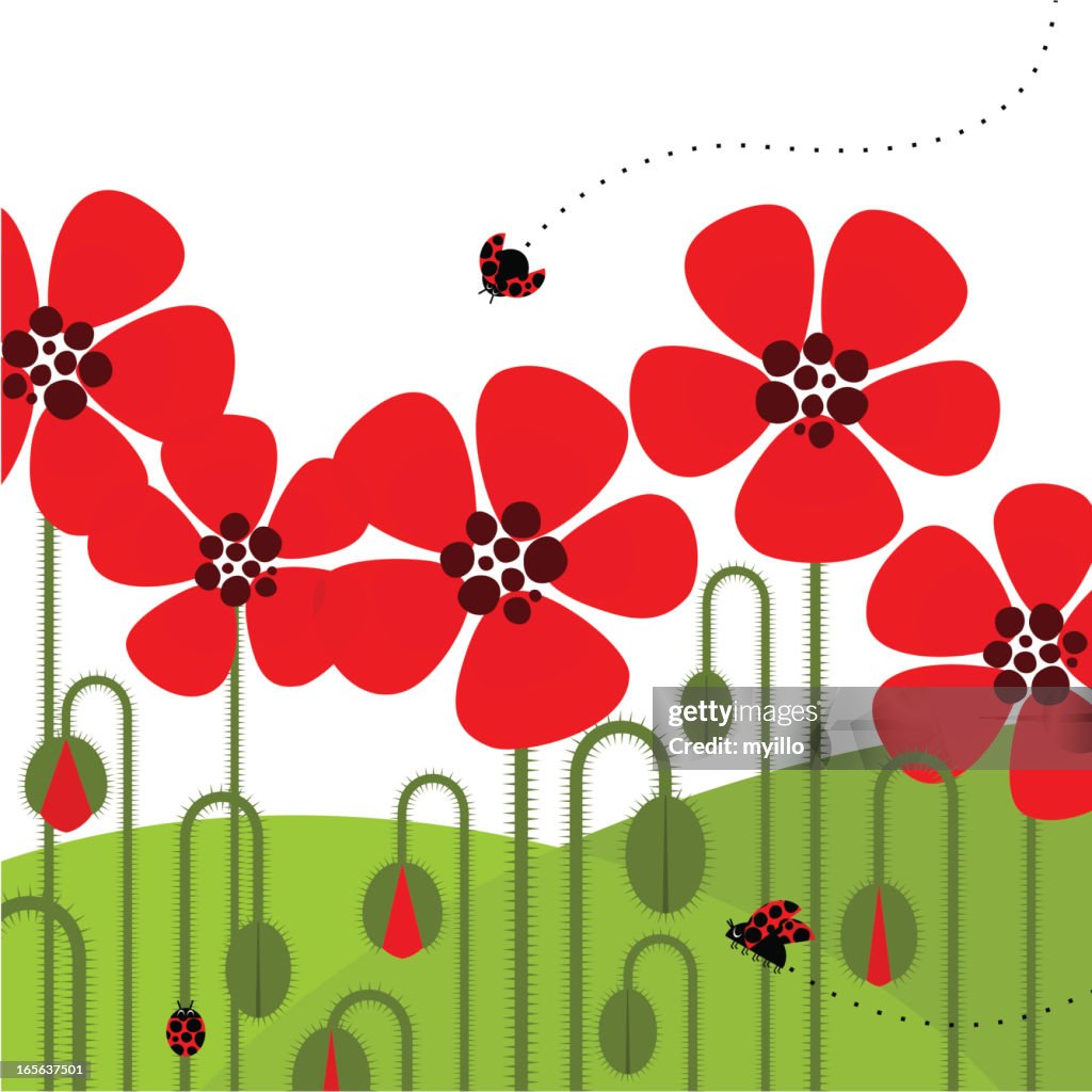 Illustration of red poppies with a ladybug flying by