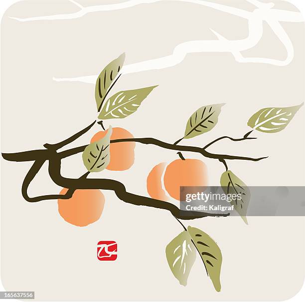 apricot branch - apricot tree watercolor stock illustrations