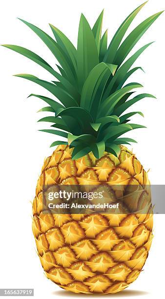 3 295点のパイナップルイラスト素材 Getty Images 3 295点のパイナップルイラスト素材 Getty Images