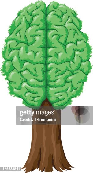Tree Brainstrrom Tree Brain High-Res Vector Graphic - Getty Images