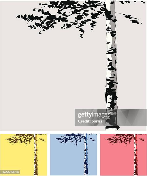 birke tree - birke stock-grafiken, -clipart, -cartoons und -symbole
