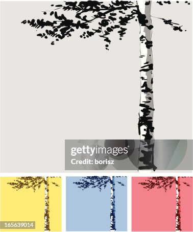 Birch Tree Birch Tree