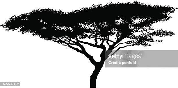 african acacia tree silhouette - tanzania stock illustrations
