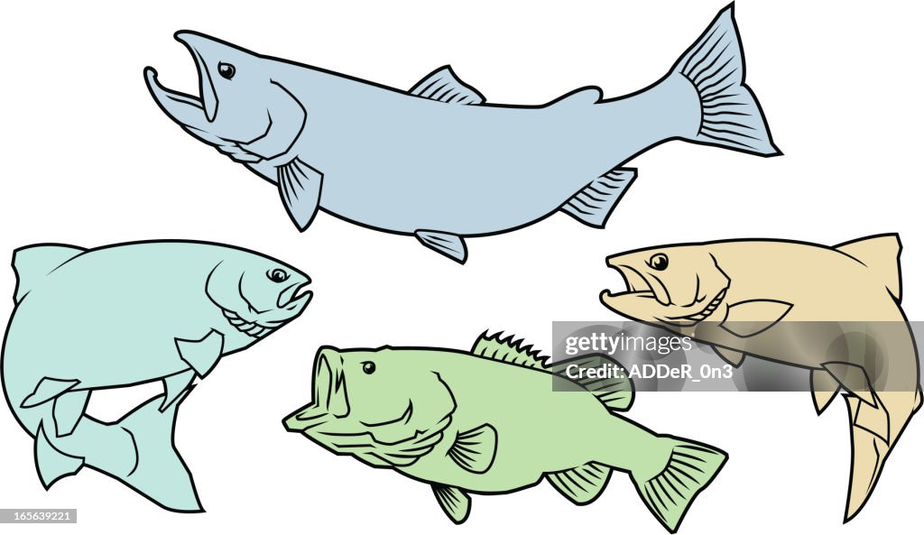 Salmon,Trout, and Bass