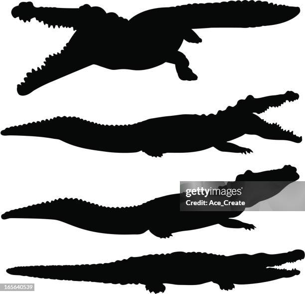 ilustraciones, imágenes clip art, dibujos animados e iconos de stock de conjunto de silueta de cocodrilo y de cocodrilo - alligator