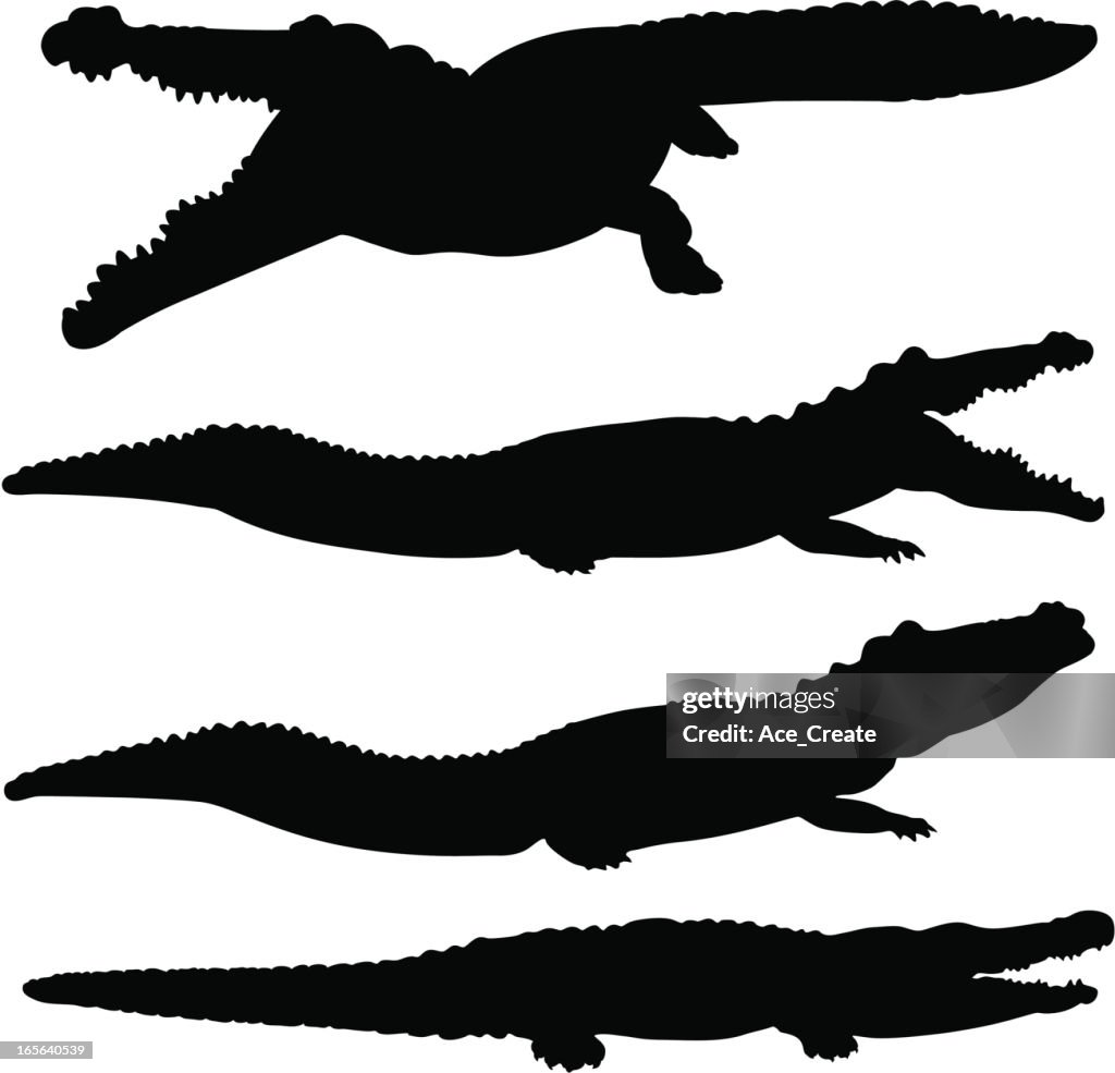 Crocodile and alligator silhouette set