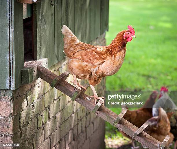 hen walking down from henhouse - chickens stock pictures, royalty-free photos & images