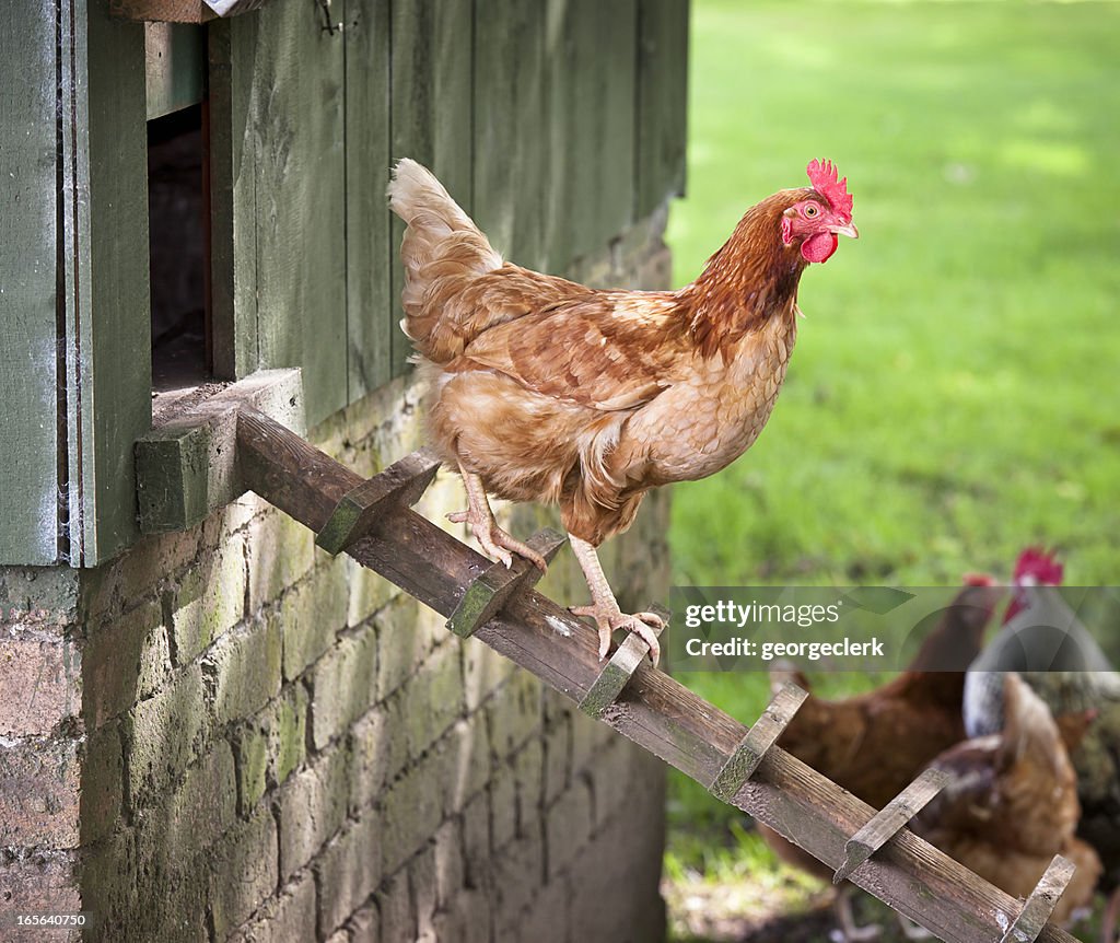 Galinha a caminhar para baixo da Henhouse