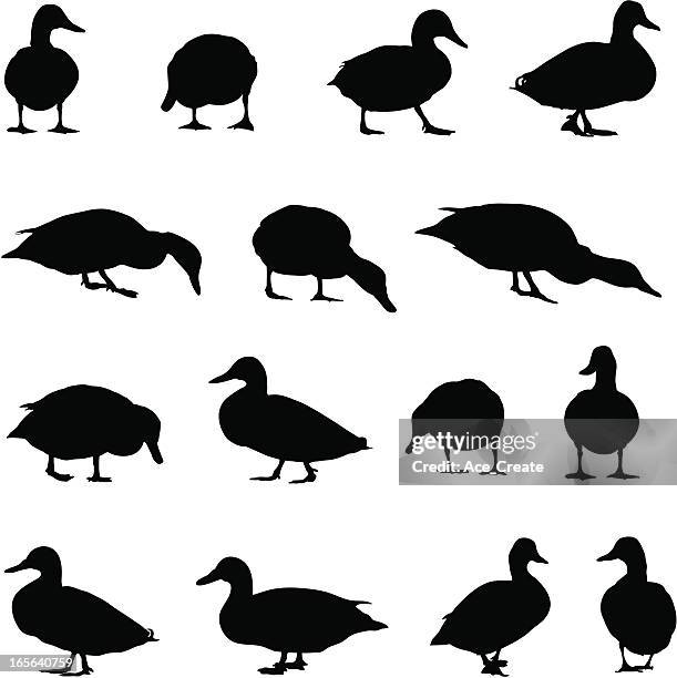 duck silhouette collection - animals with webbed feet stock illustrations