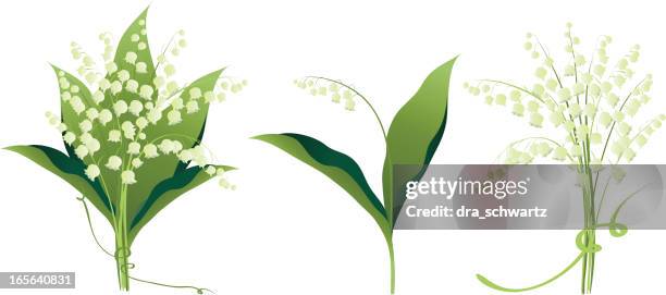 illustrations, cliparts, dessins animés et icônes de lys de la vallée des fleurs variations - muguet