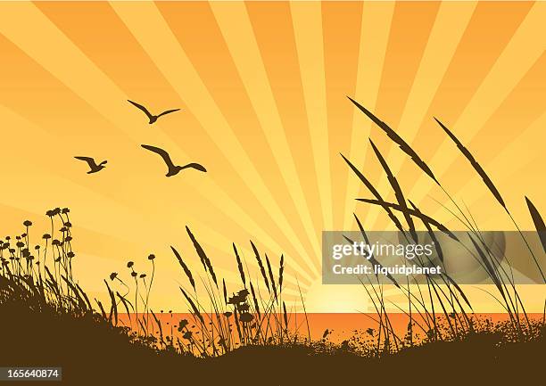 bei sonnenuntergang - sanddüne stock-grafiken, -clipart, -cartoons und -symbole