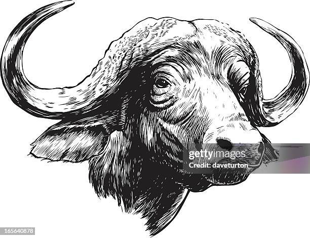 cape buffalo b&amp;w - buffalo stock illustrations