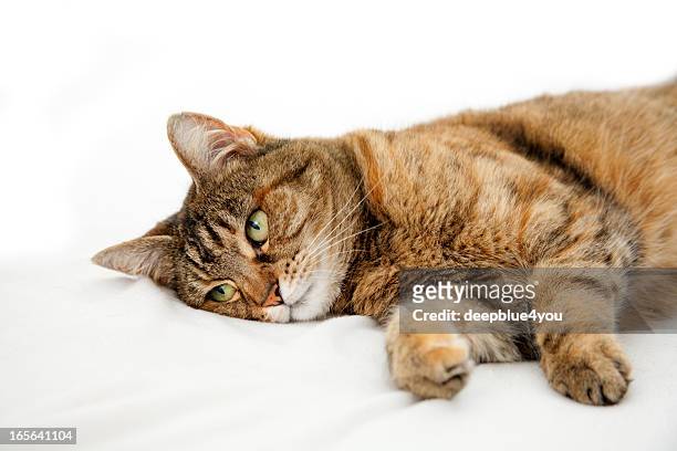 malessere dosmestic gatto sdraiato su un letto bianco - debolezza foto e immagini stock