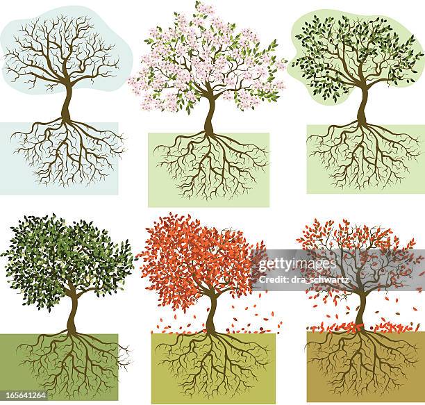 illustrazioni stock, clip art, cartoni animati e icone di tendenza di alberi di stagione - albero da frutto