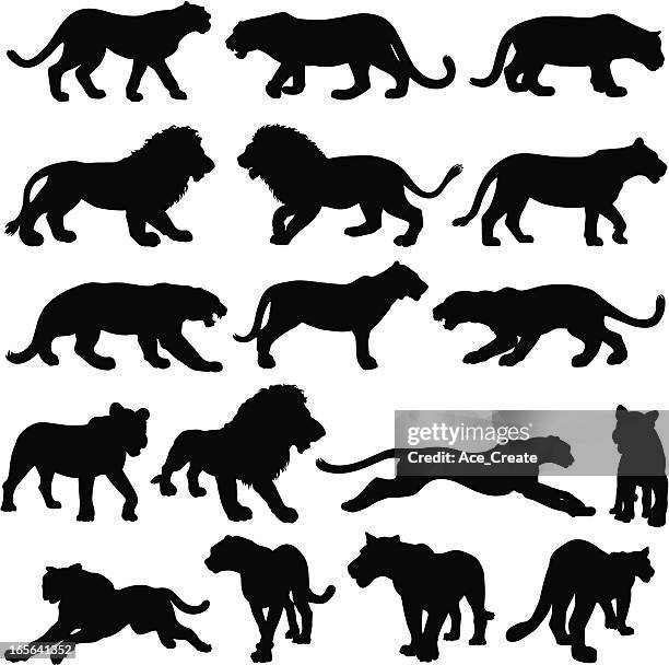 stockillustraties, clipart, cartoons en iconen met big cat silhouette collection - cougar