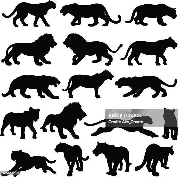 big cat silhouette collection - group of lions walking stock illustrations