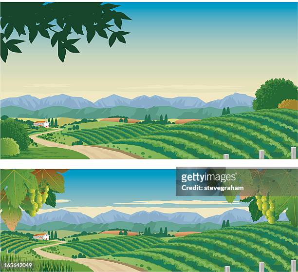 the vineyard - rolling landscape stock illustrations