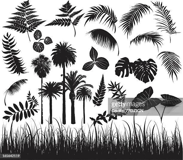 foliage elements - fern stock illustrations