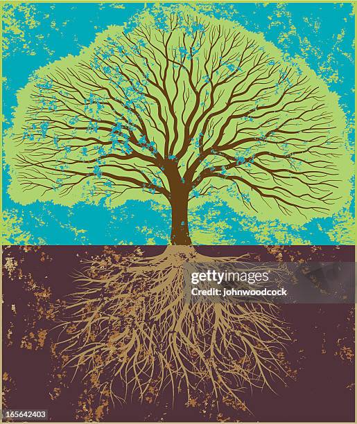 grunge oak in leaf - tree roots stock illustrations