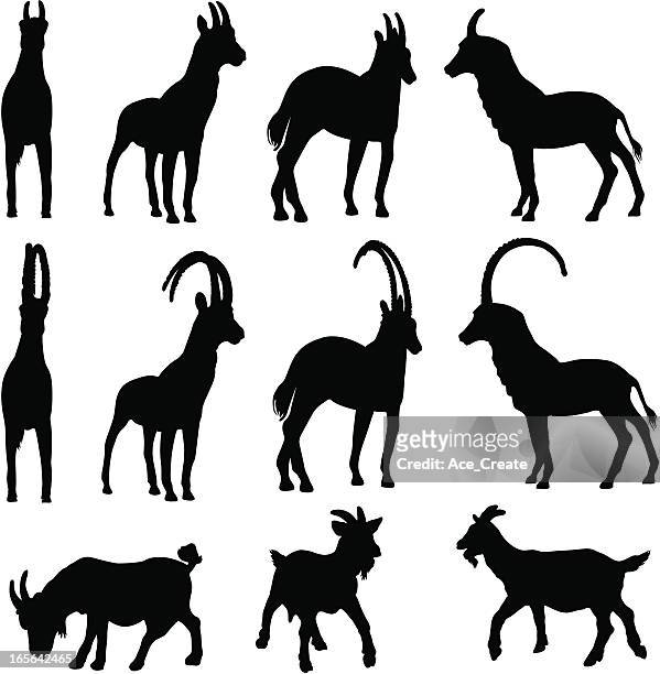 ilustraciones, imágenes clip art, dibujos animados e iconos de stock de colección de silueta de cabra - cabra montés americana