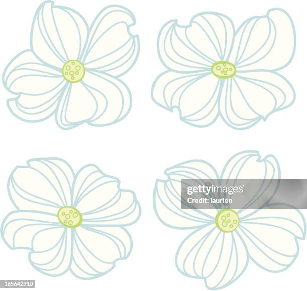 ilustrações, clipart, desenhos animados e ícones de cornus flores brancas - dogwood blossom