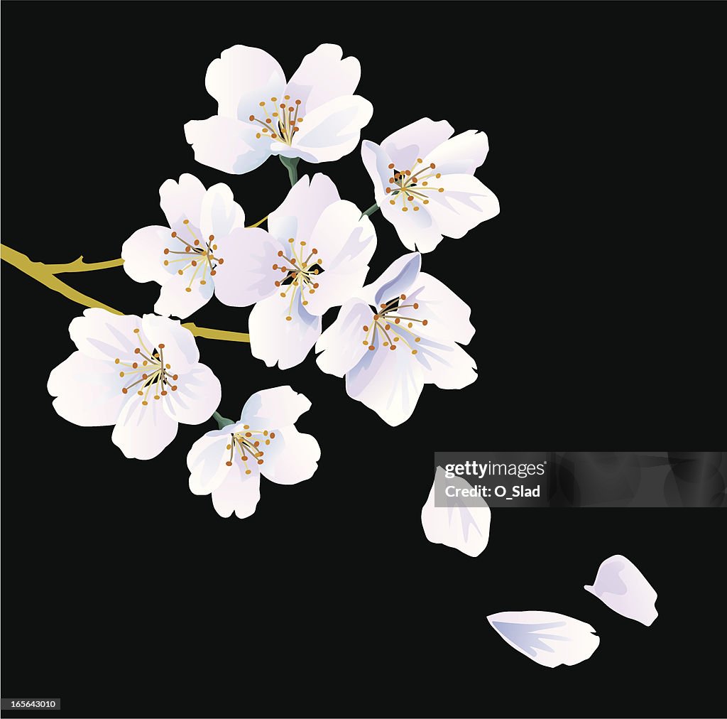 Oriental cherry