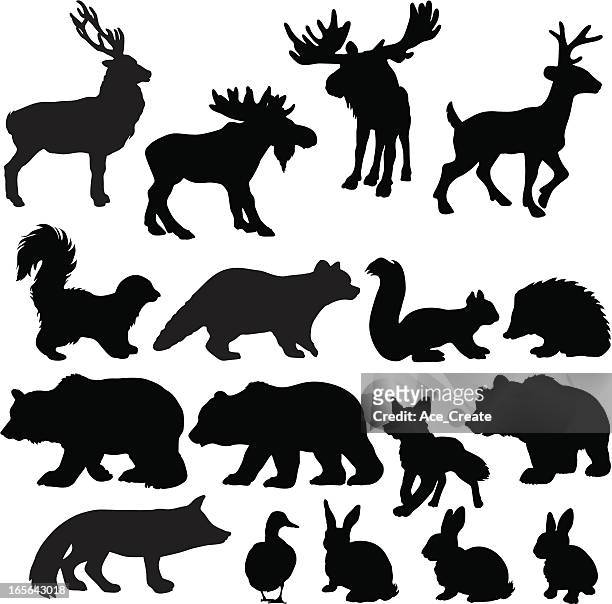 illustrazioni stock, clip art, cartoni animati e icone di tendenza di silhouette di animali di bosco - gray squirrel