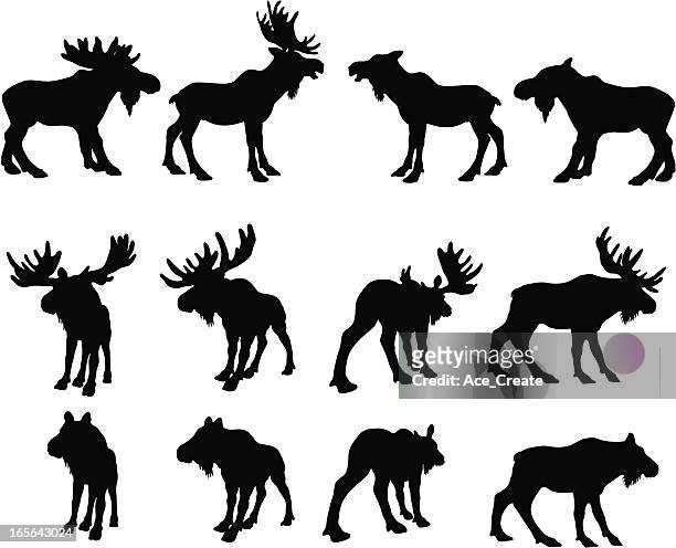 stockillustraties, clipart, cartoons en iconen met moose silhouettes (bull and cow) - alce