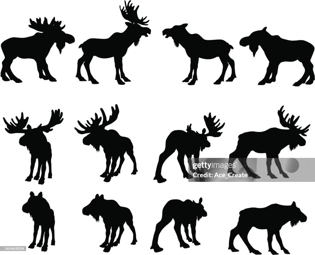 Moose Silhouettes (bull and cow)