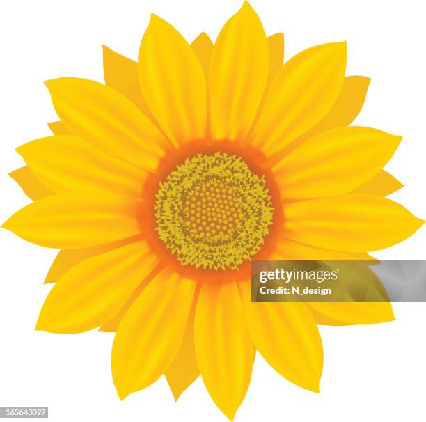 gerbera daisy - gerbera daisy stock illustrations