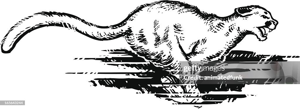 Running Cougar