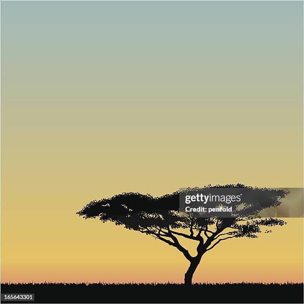 afrikanischer akazie tree - safari stock-grafiken, -clipart, -cartoons und -symbole