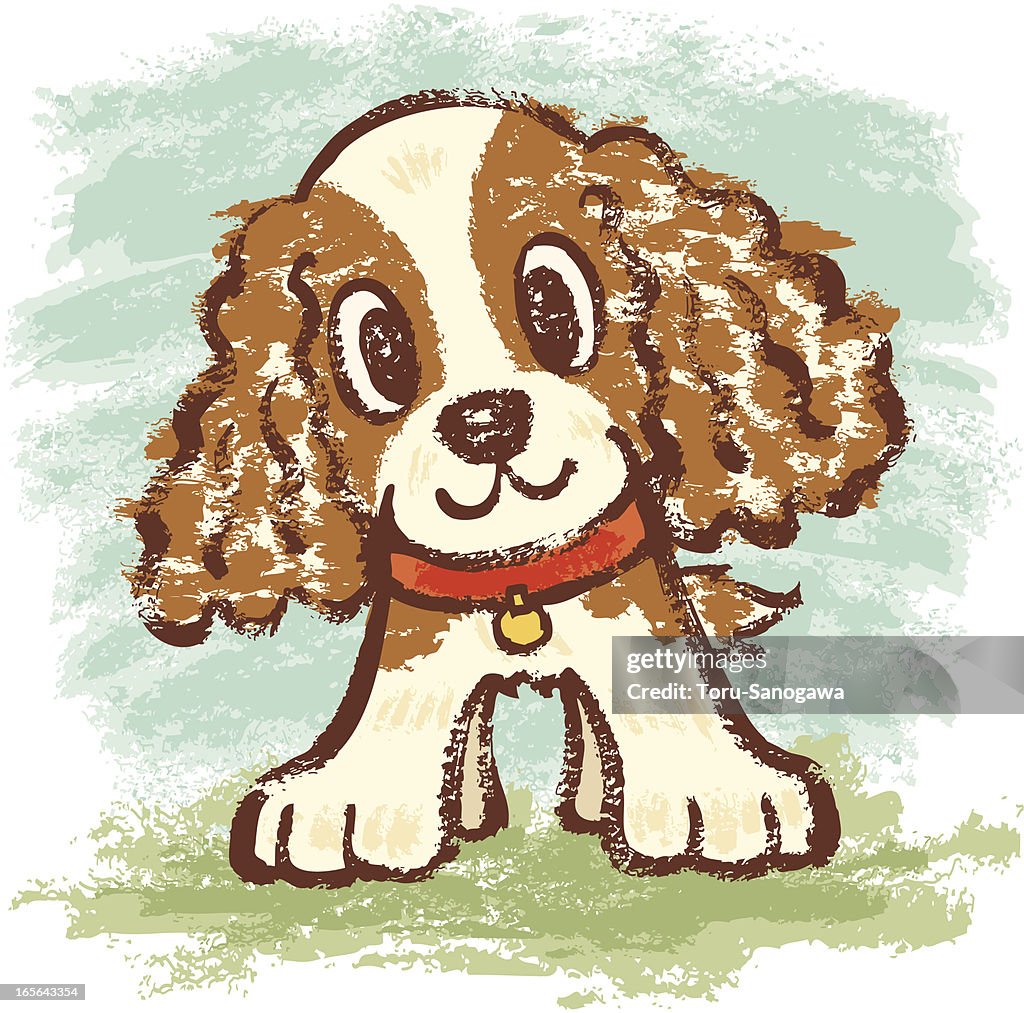 Cavalier King Charles Spaniel