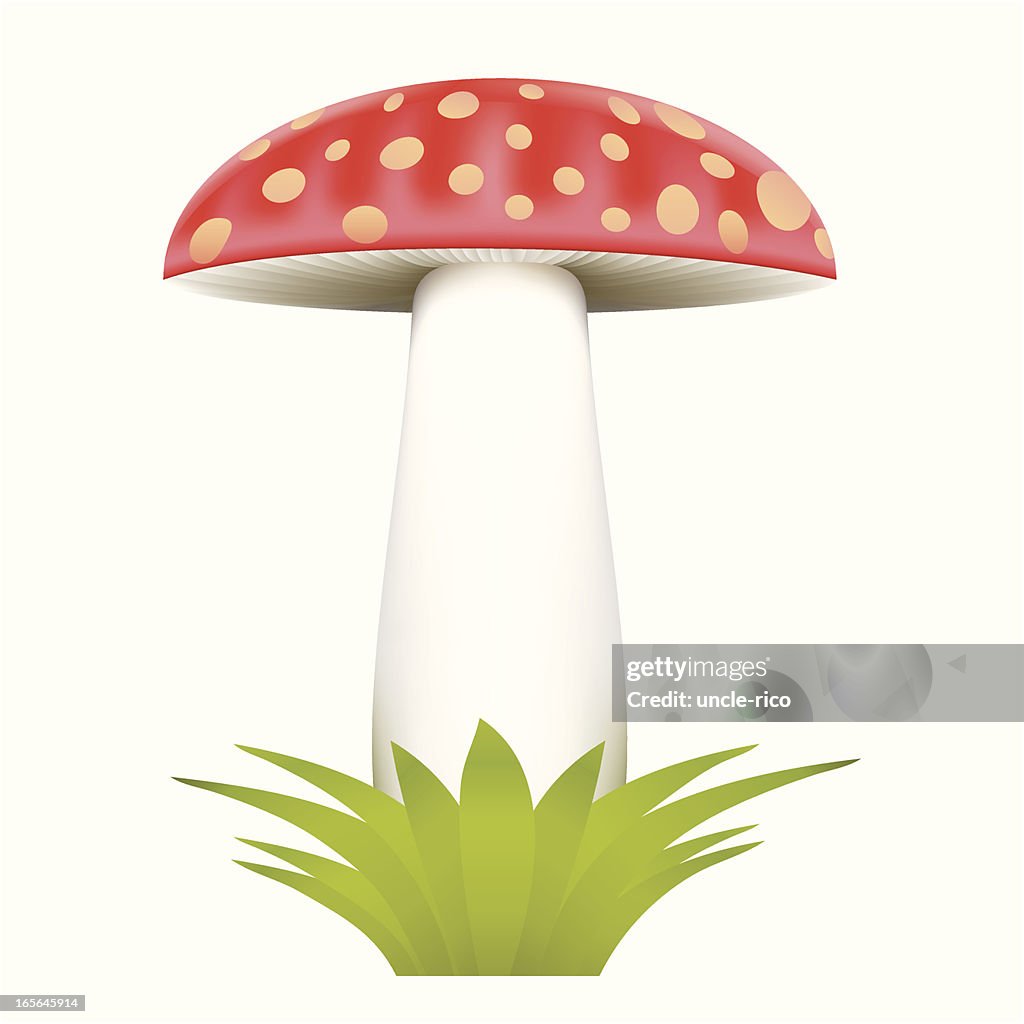 Amanita Mushroom