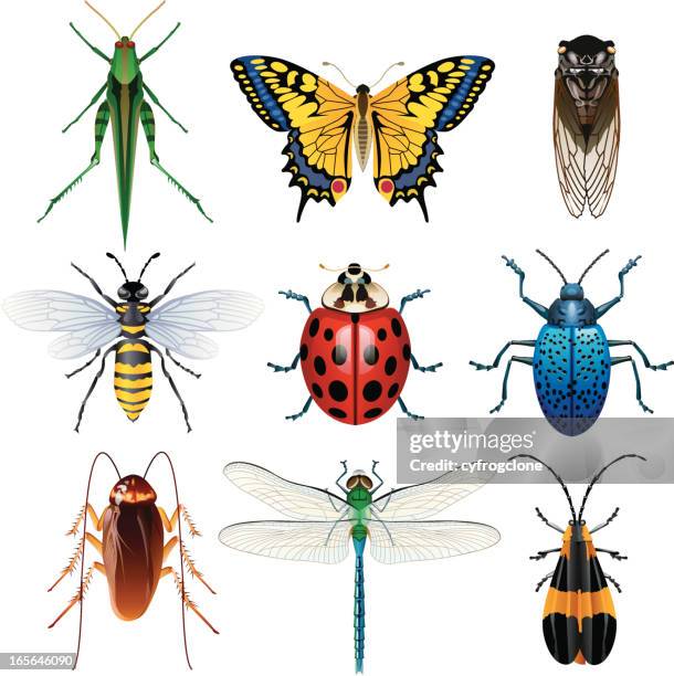 illustration verschiedener insekten - libellen stock-grafiken, -clipart, -cartoons und -symbole