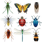 Illustration of different insects